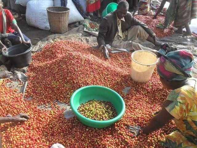Récolte Arabica SOPACDI Kivu