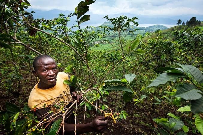 Récolte Arabica SOPACDI