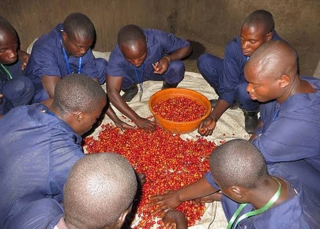 Agroforesterie SOPACDI : Le Café à l’Ombre du Lac Kivu