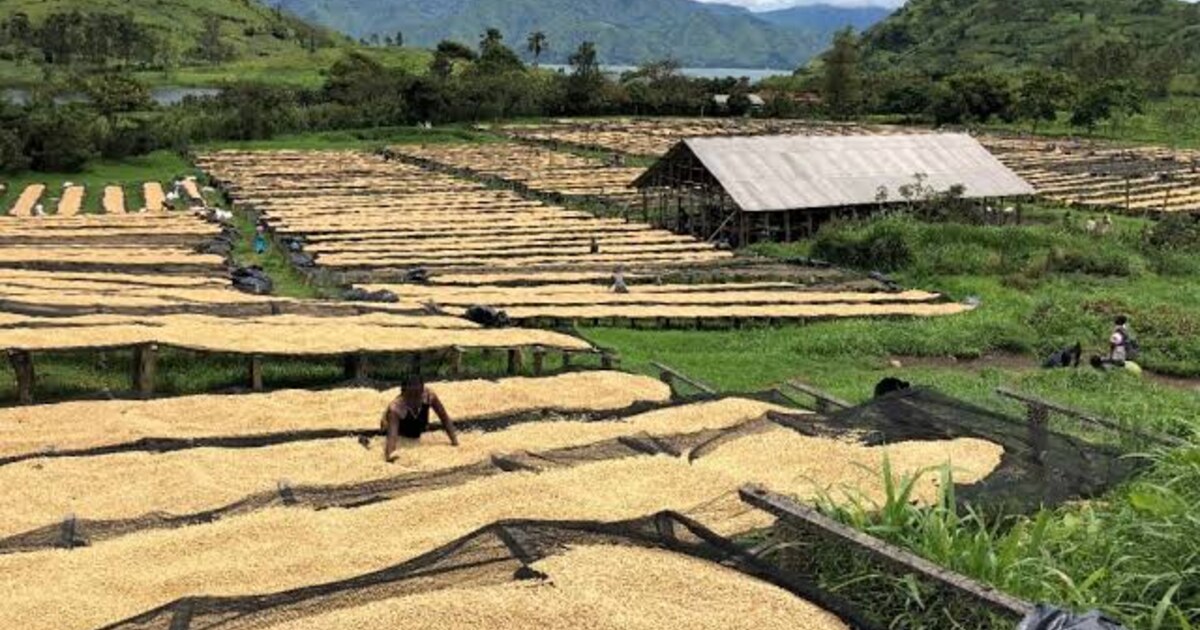 Arabica Lavé Grade 2 — Kivu 2